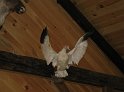 TRidgeOpen2011 071